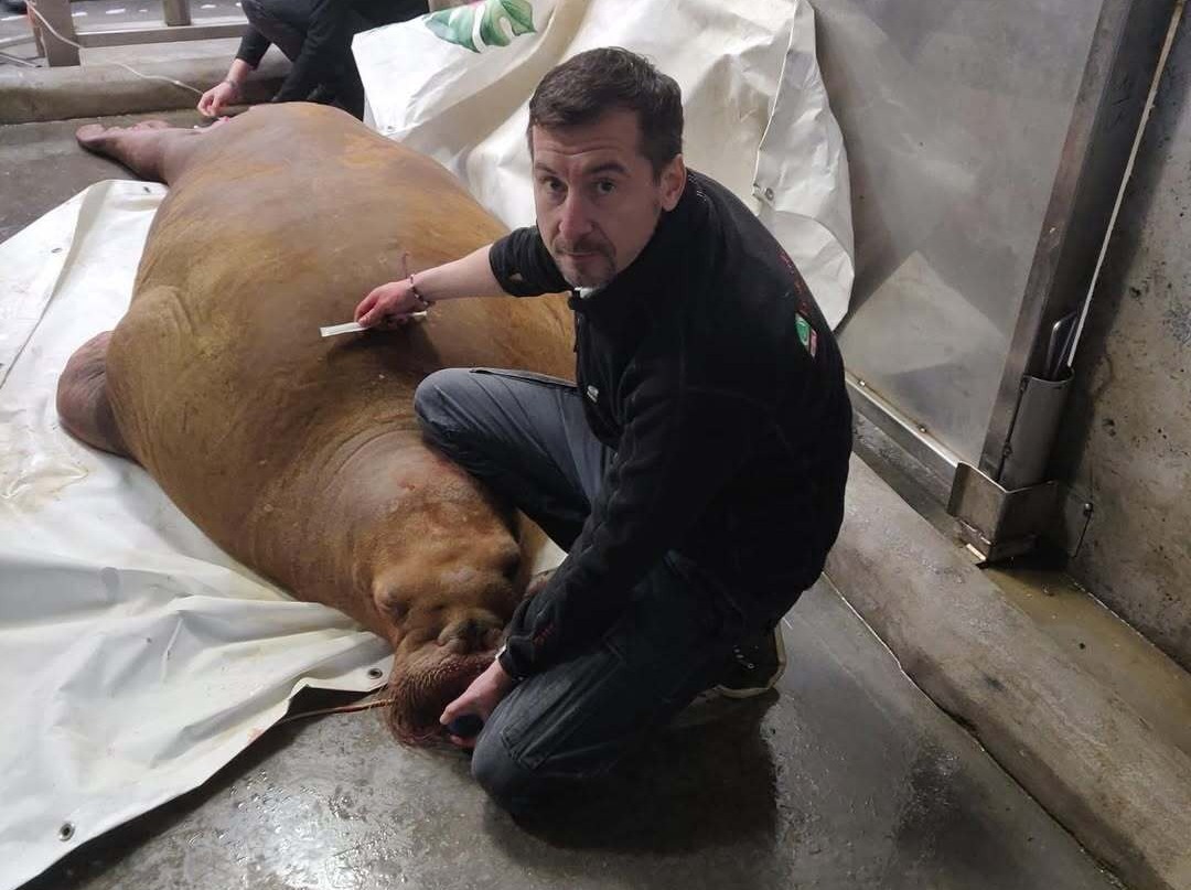 Anaesthesia of walruses is one the most challenging field of wildlife anaestheisa- Huge body siz