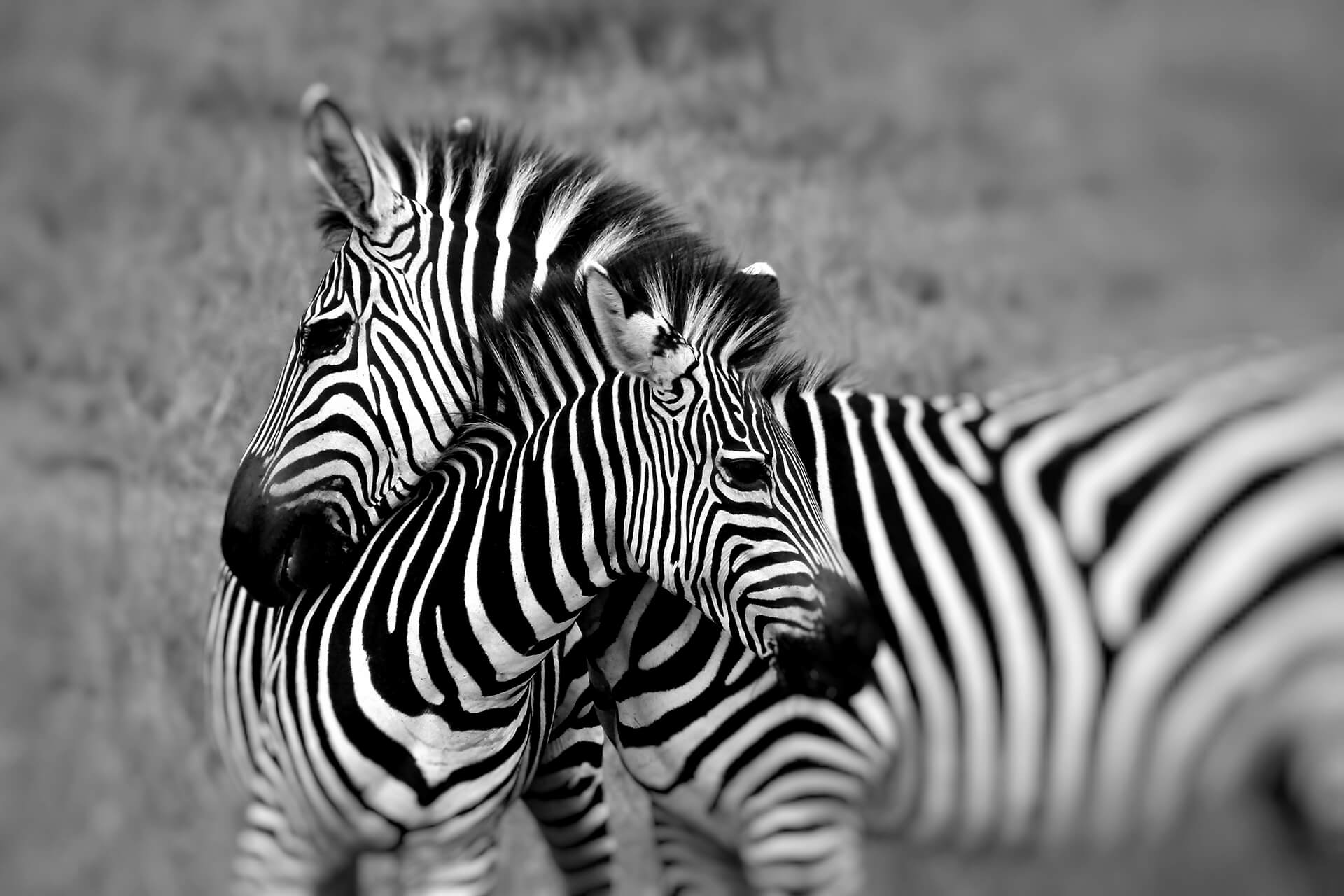 Zebra-2