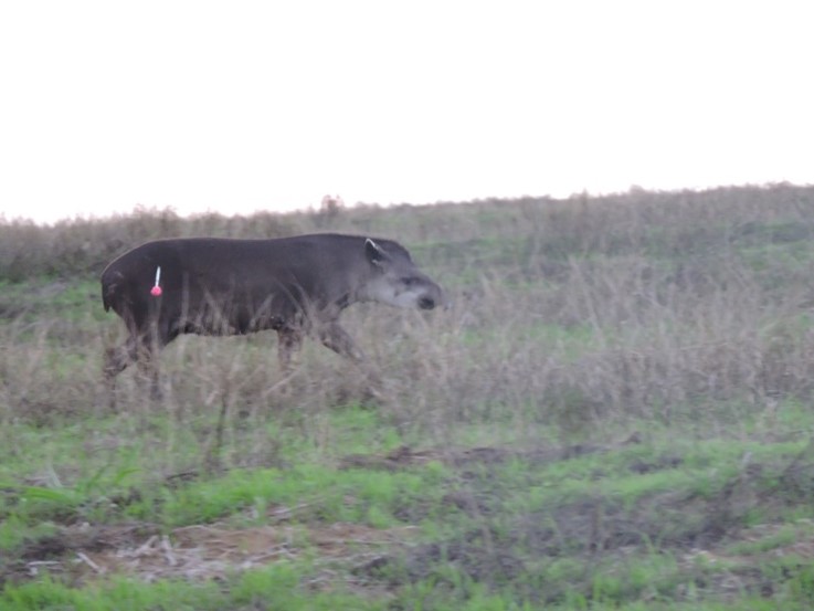 Tapir in Brazil