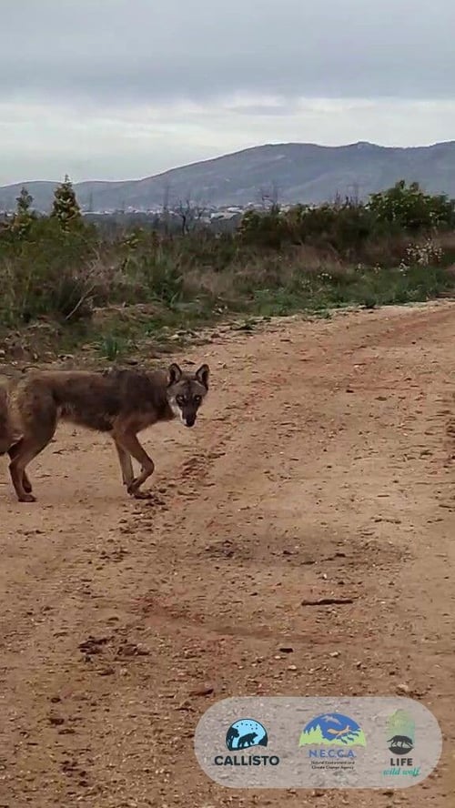 Bold wolf in Parnitha minutes before its darting Callisto NECCA LWW