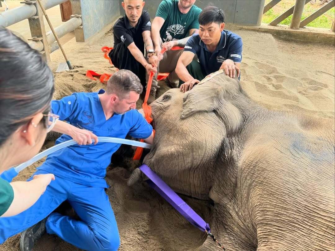 Elephant intubation for ventilation support 🐘#elephantvet #zoovet #zoomed #wildlifevets #zooana
