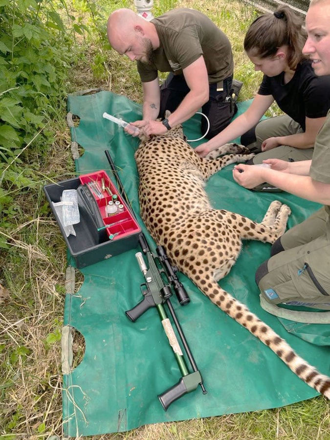 Ree Park, Cheetah translocation 