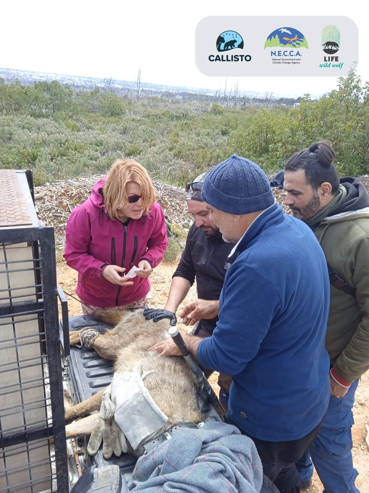 Handling of bold wolf before placed in crate for recovery Callisto NECCA LWW-1