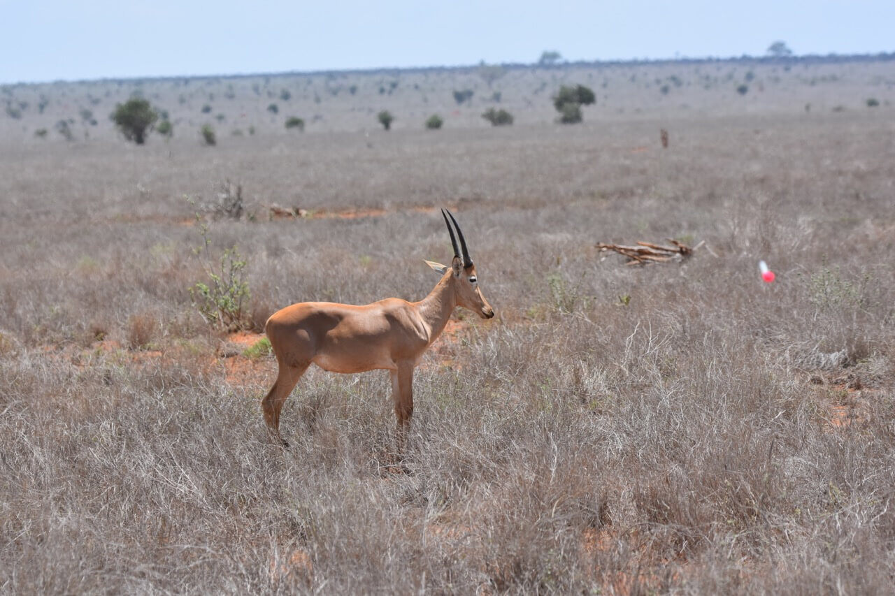 Hirola2