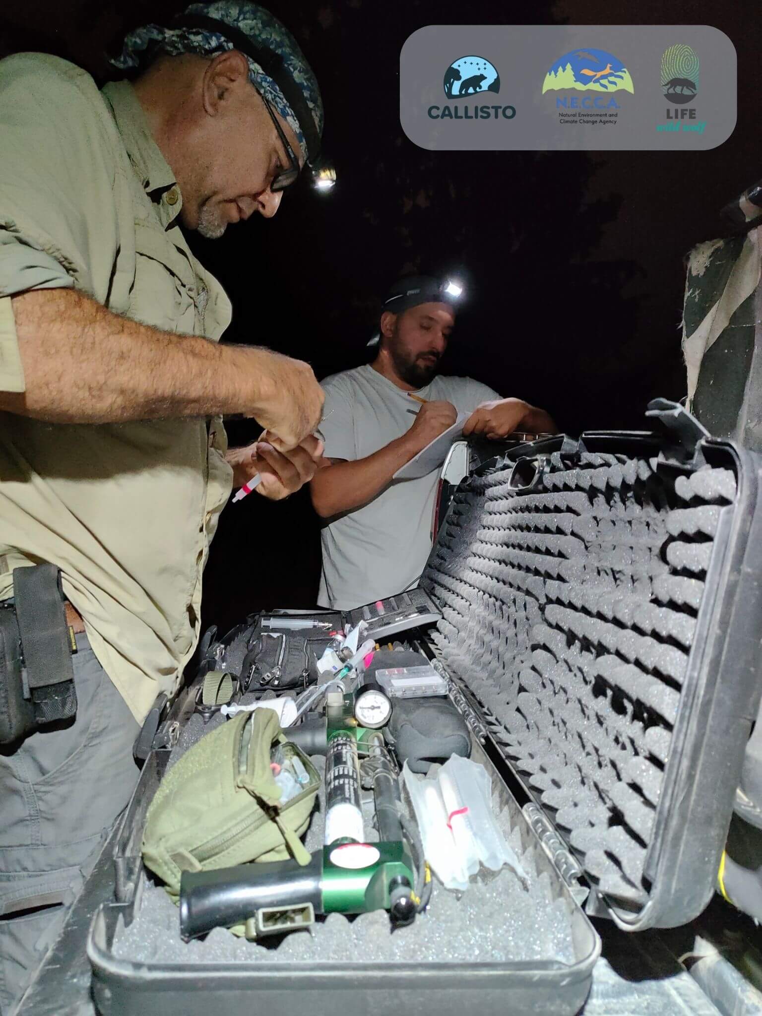 Preparation of daninject rifle prior sedation of the wolf in Thessaloniki Callisto NECCA LWW