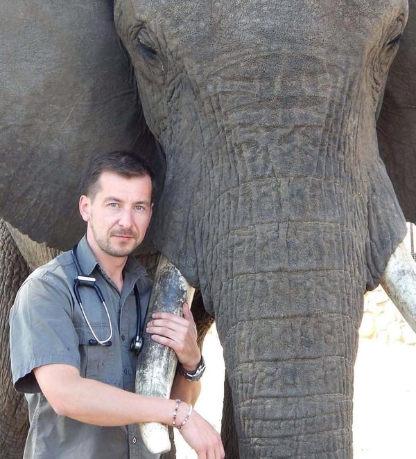 Standing sedation of elephants is useful in all situations where a degree of sedation doesn’t re