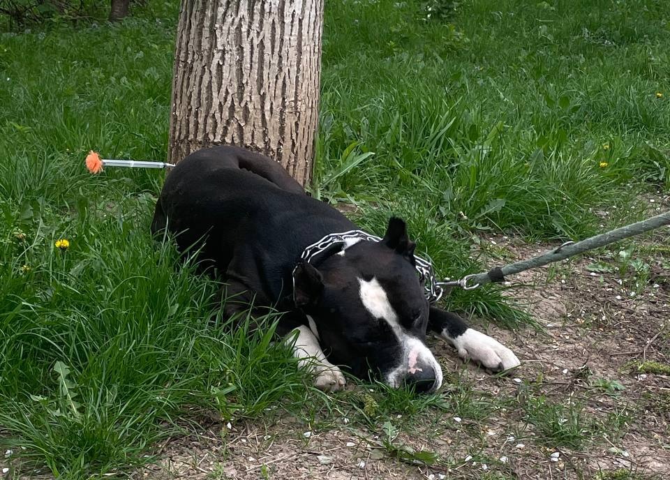 Stray dogs in Ukraine 2