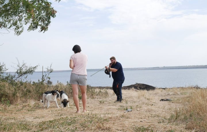 Stray dogs in Ukraine