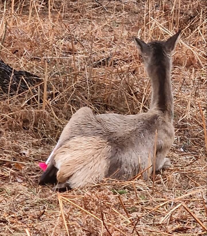 Transmitter hind feb 2025 Vildmosen 2 – stor (1)-1