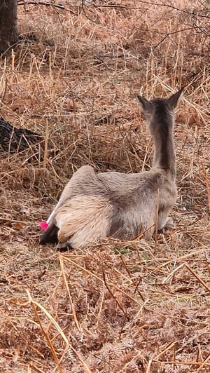 Transmitter hind feb 2025 Vildmosen 2 – stor (1)
