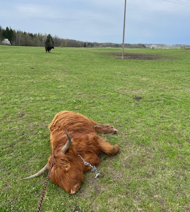 cattle (1)-1
