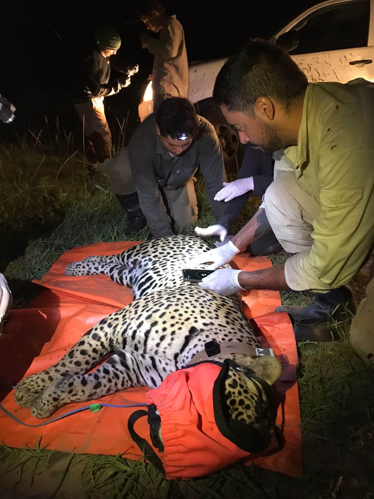 jaguar -credits to Emiliano Donadio, Fundacion Rewilding Argentina