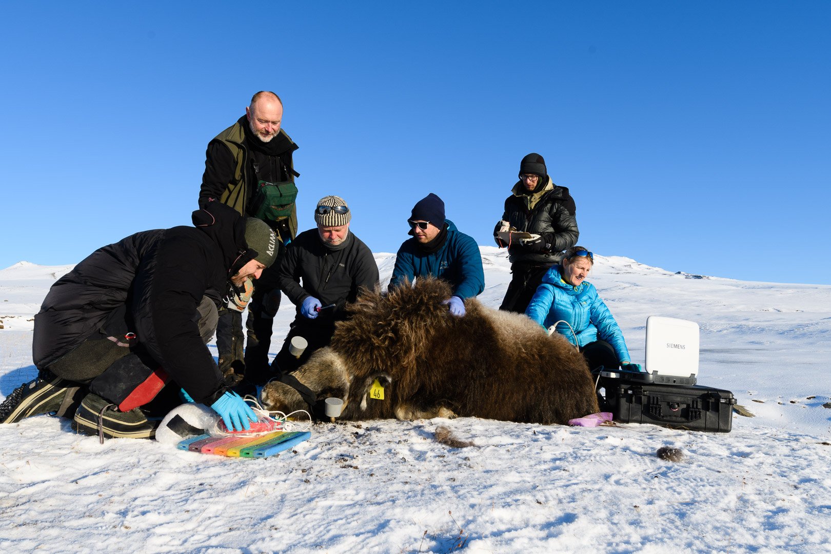 musk oxen greenland 3