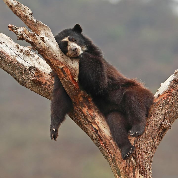 spectacled bear (Instagram-opslag) (1)